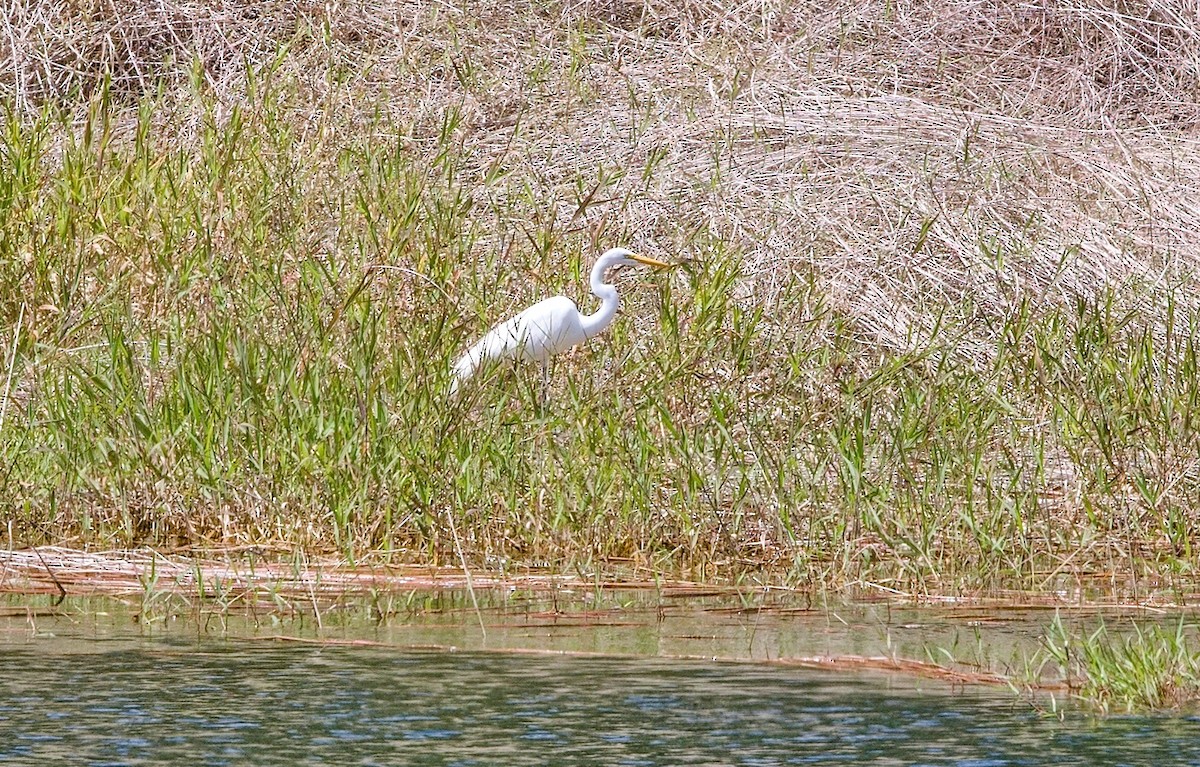 ダイサギ - ML645894546