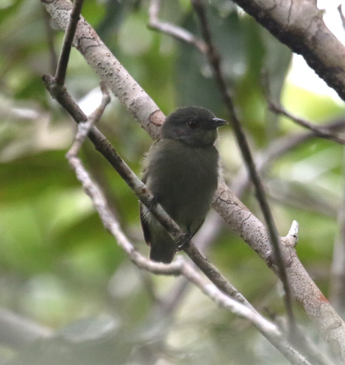 クロマイコドリ - ML645894549