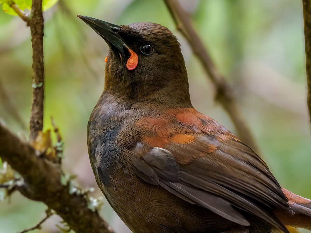 セアカホオダレムクドリ - ML645894550