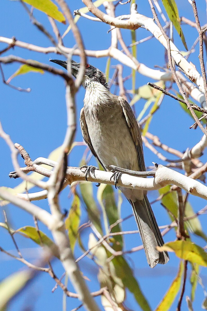 トサカハゲミツスイ - ML645894551