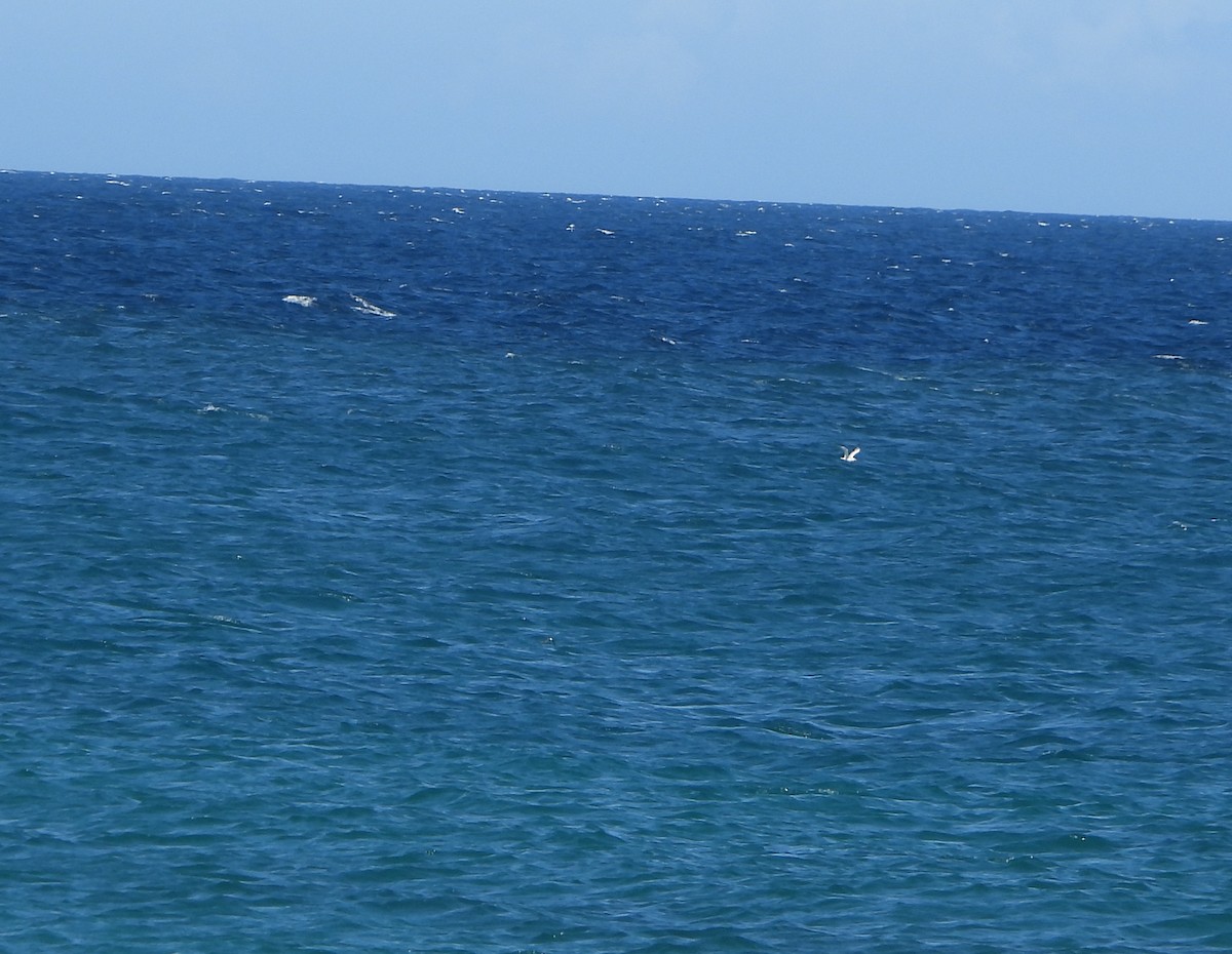 アメリカオオアジサシ - ML645894552