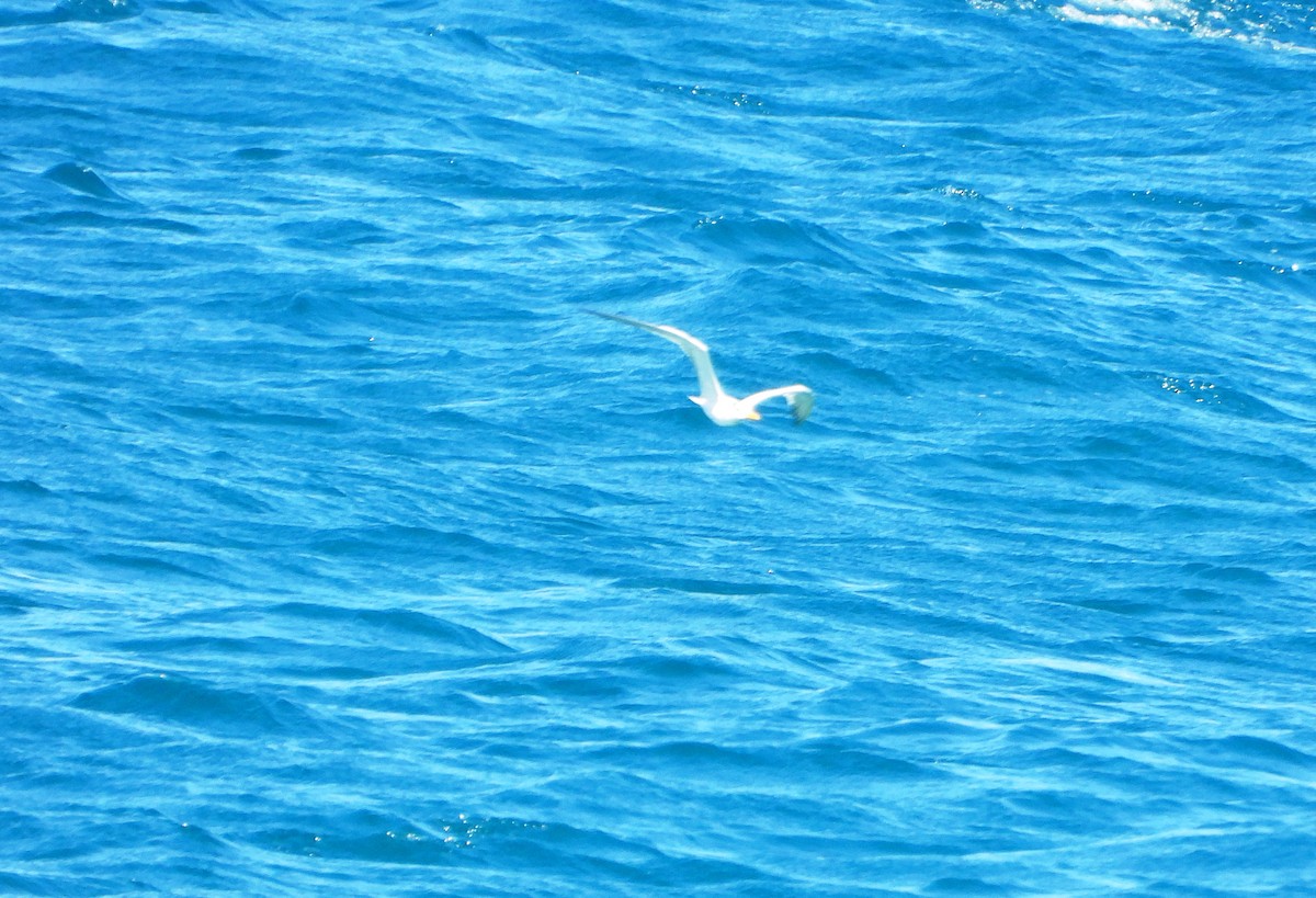 アメリカオオアジサシ - ML645894553