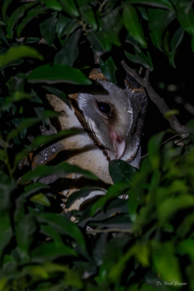 メンフクロウ - ML645894554