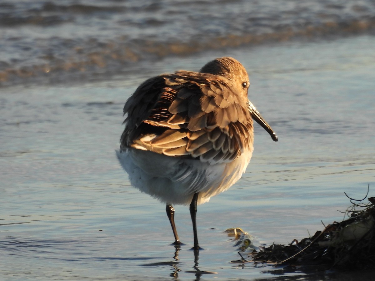 Piovanello pancianera - ML645894563