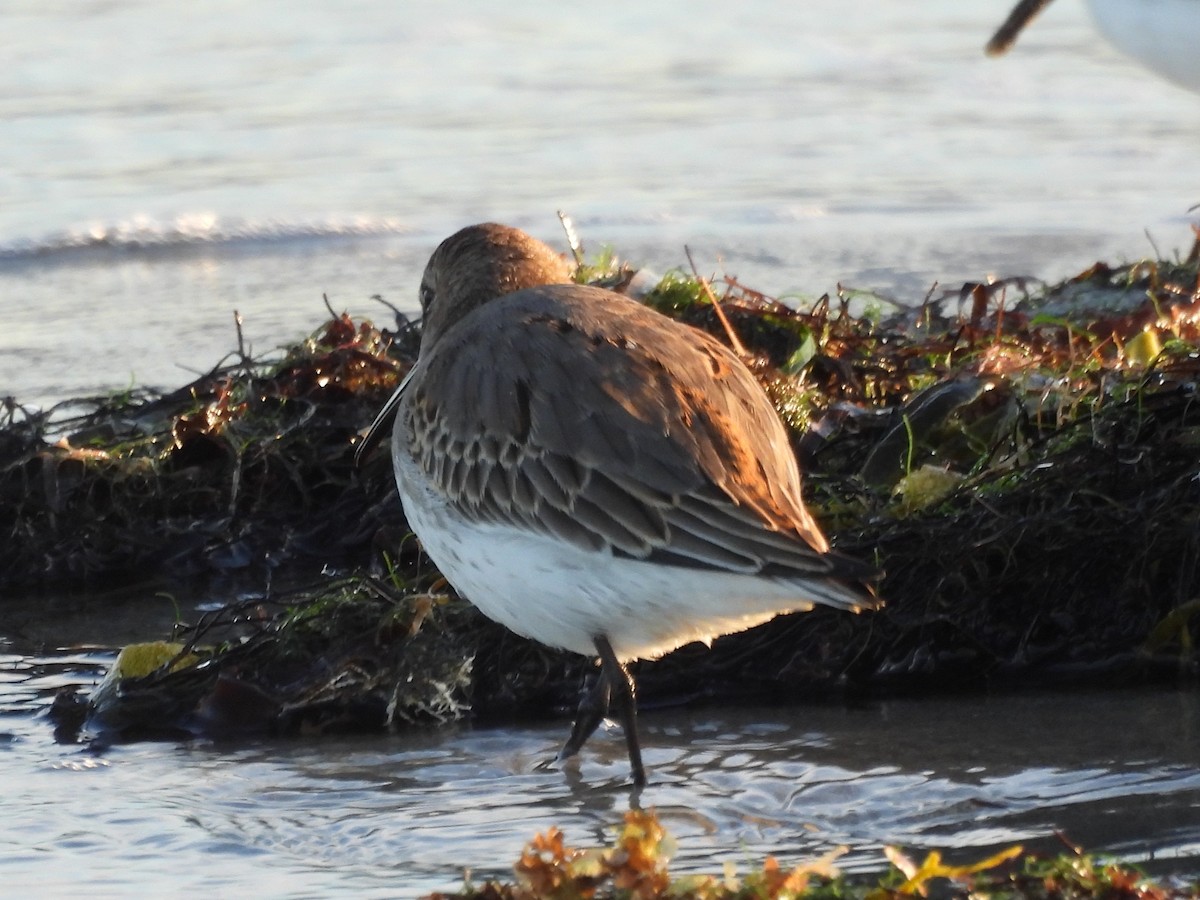 Piovanello pancianera - ML645894564