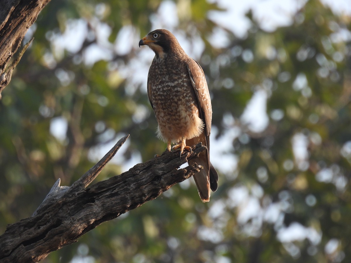 נץ בלתי-מזוהה - ML645894566