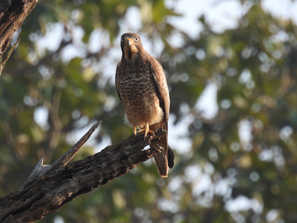 נץ בלתי-מזוהה - ML645894567