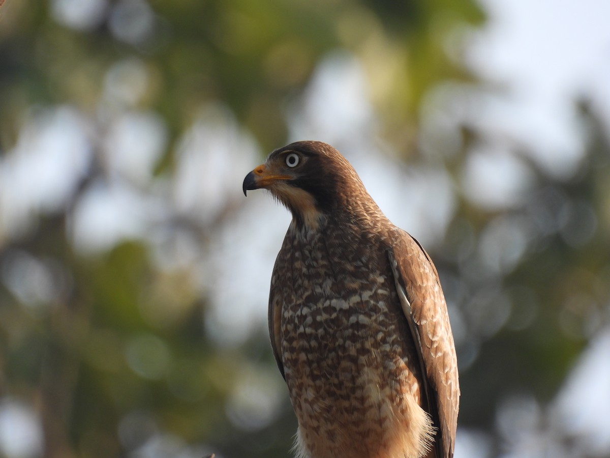 נץ בלתי-מזוהה - ML645894569