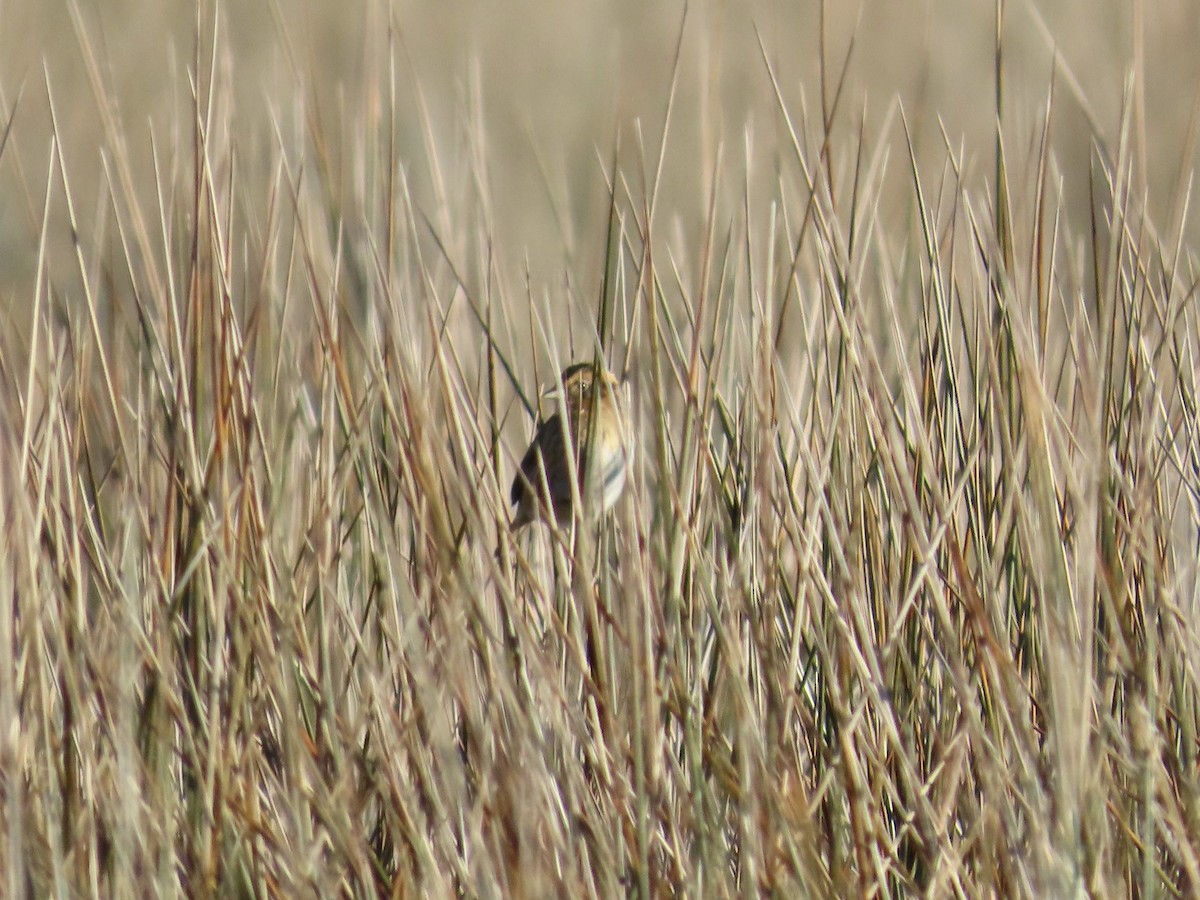 Nelson's Sparrow (Interior) - ML645894582