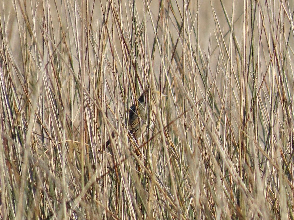 Nelson's Sparrow (Interior) - ML645894583