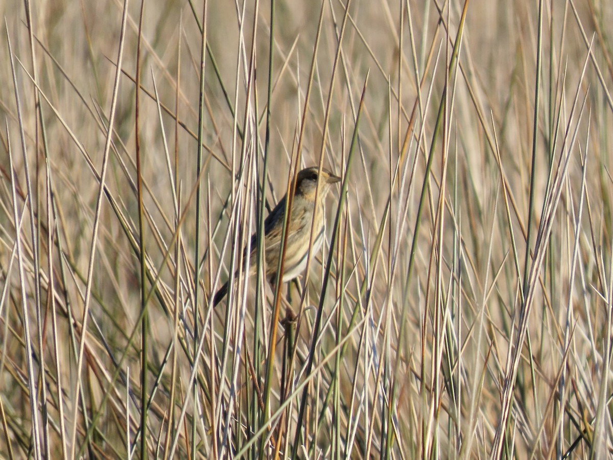 Nelson's Sparrow (Interior) - ML645894584