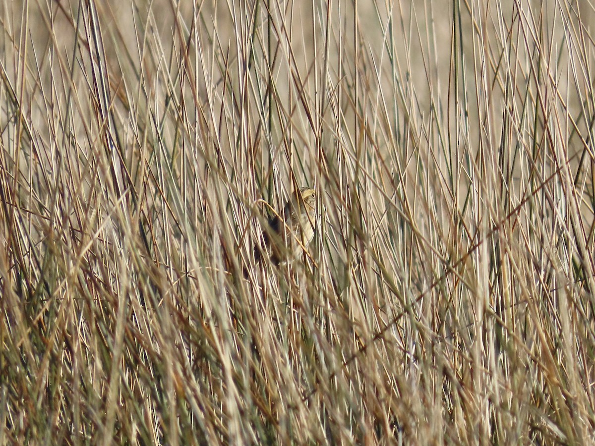 Nelson's Sparrow (Interior) - ML645894585