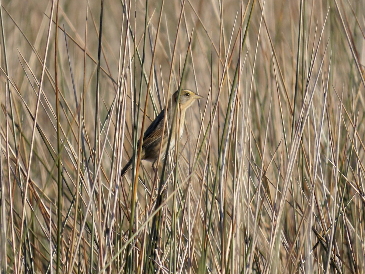 Nelson's Sparrow (Interior) - ML645894586