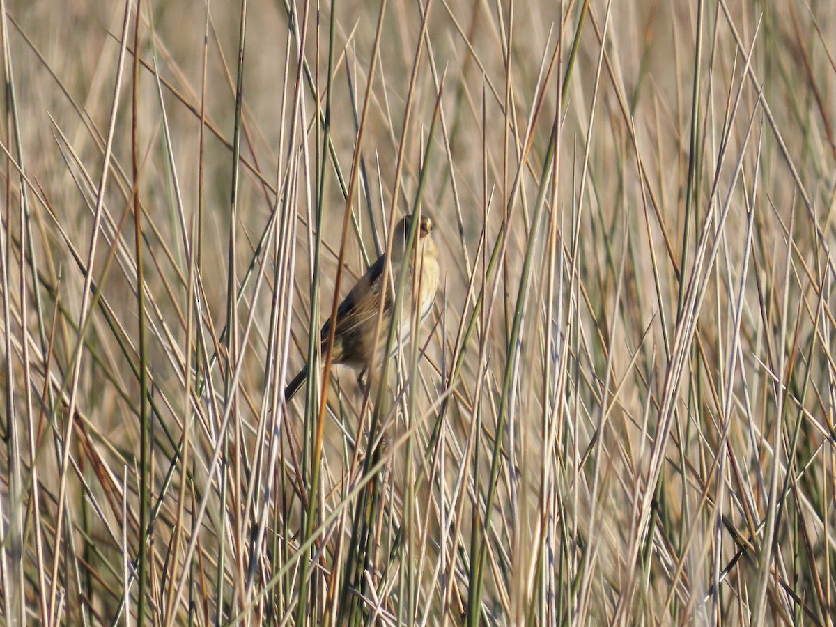 Nelson's Sparrow (Interior) - ML645894587