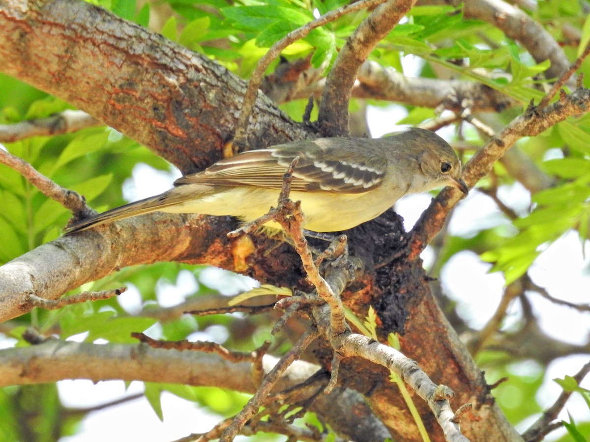 Large Elaenia - ML645894617