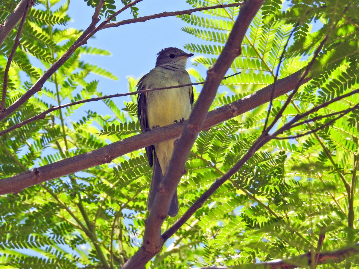 Large Elaenia - ML645894618