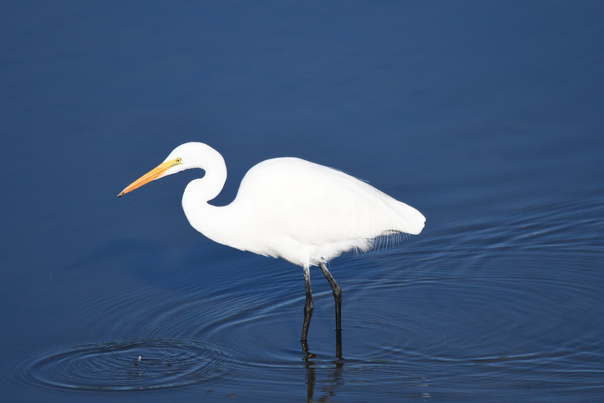 Great Egret - ML645894629