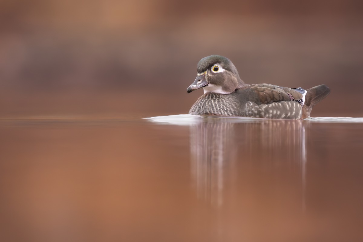 Wood Duck - ML645894649