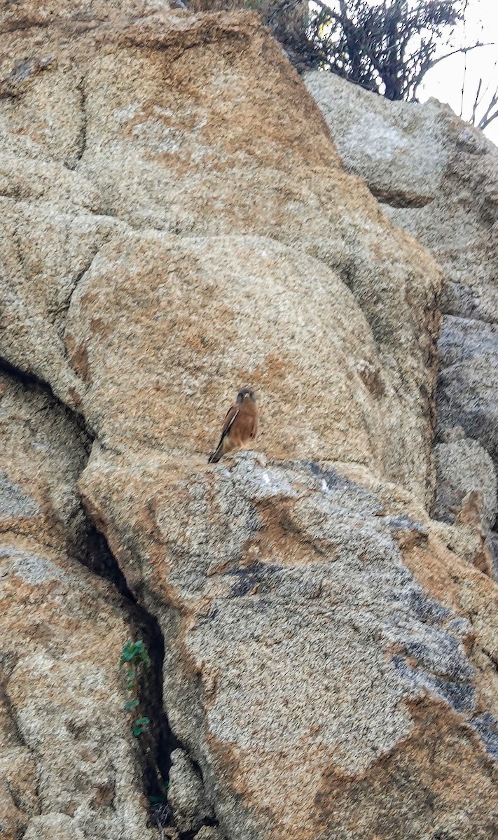 Rock Kestrel - ML645894651