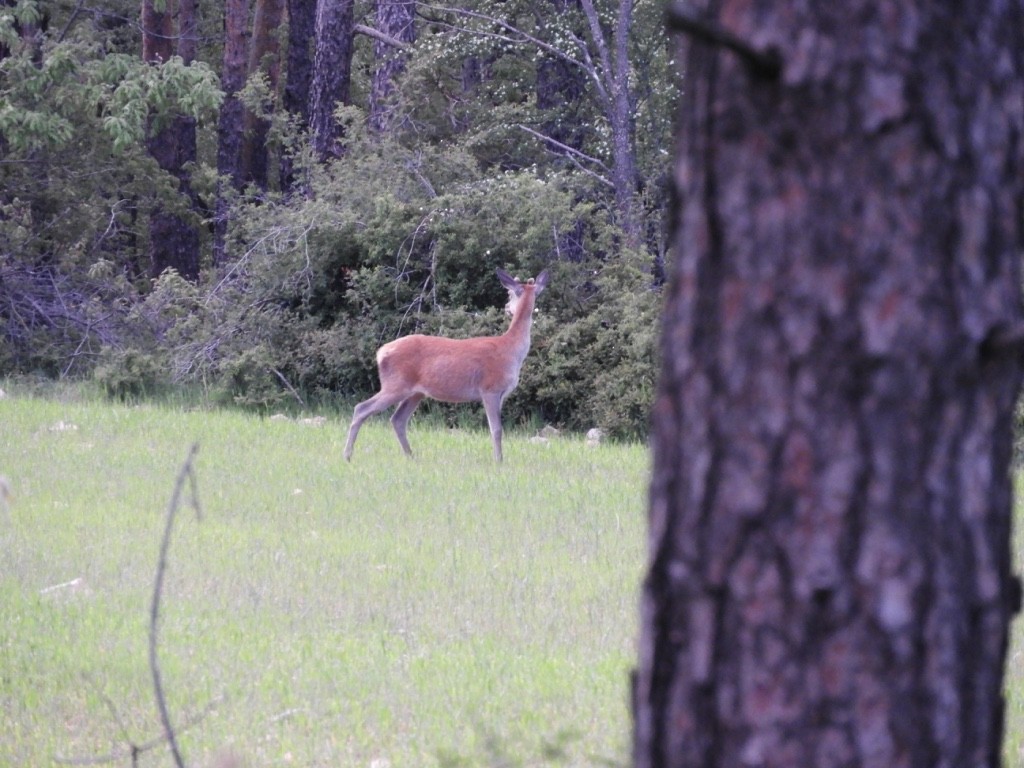 Animals - ML645894660