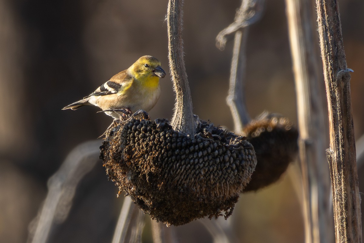 American Goldfinch - ML645894662