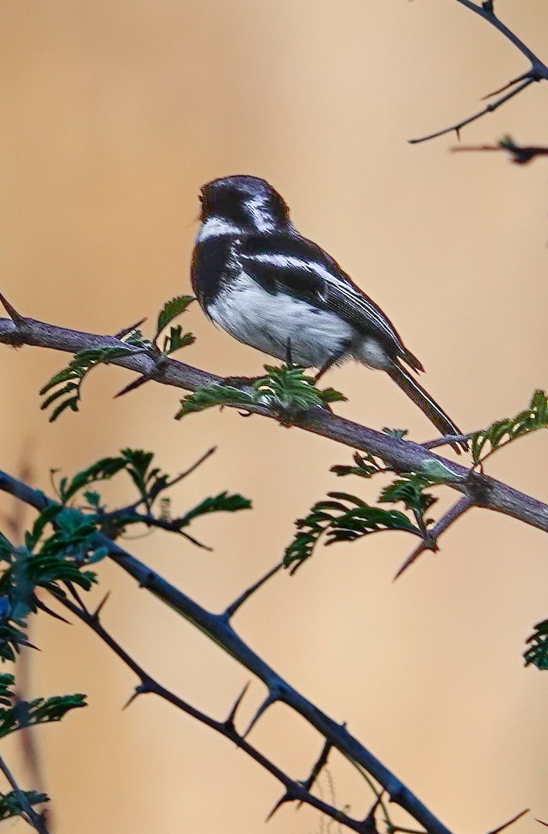 Pririt Batis - ML645894663