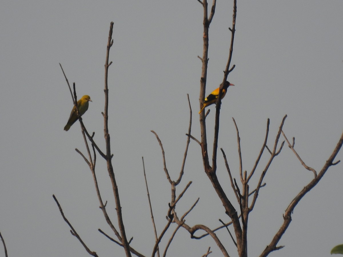 Black-hooded Oriole - ML645894669