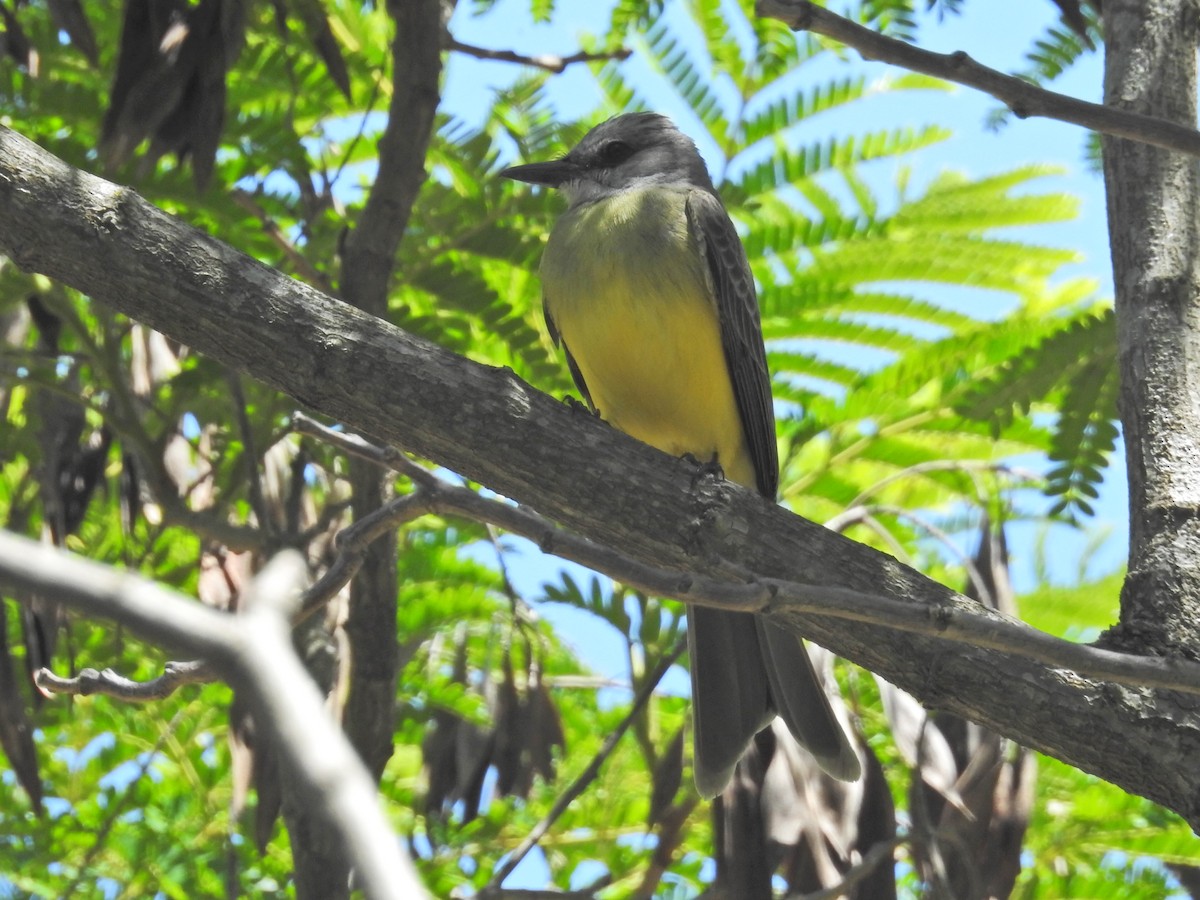 Tropical Kingbird - ML645894673
