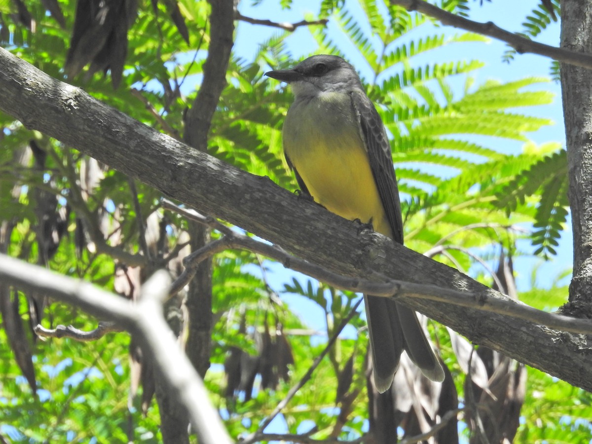 Tropical Kingbird - ML645894674