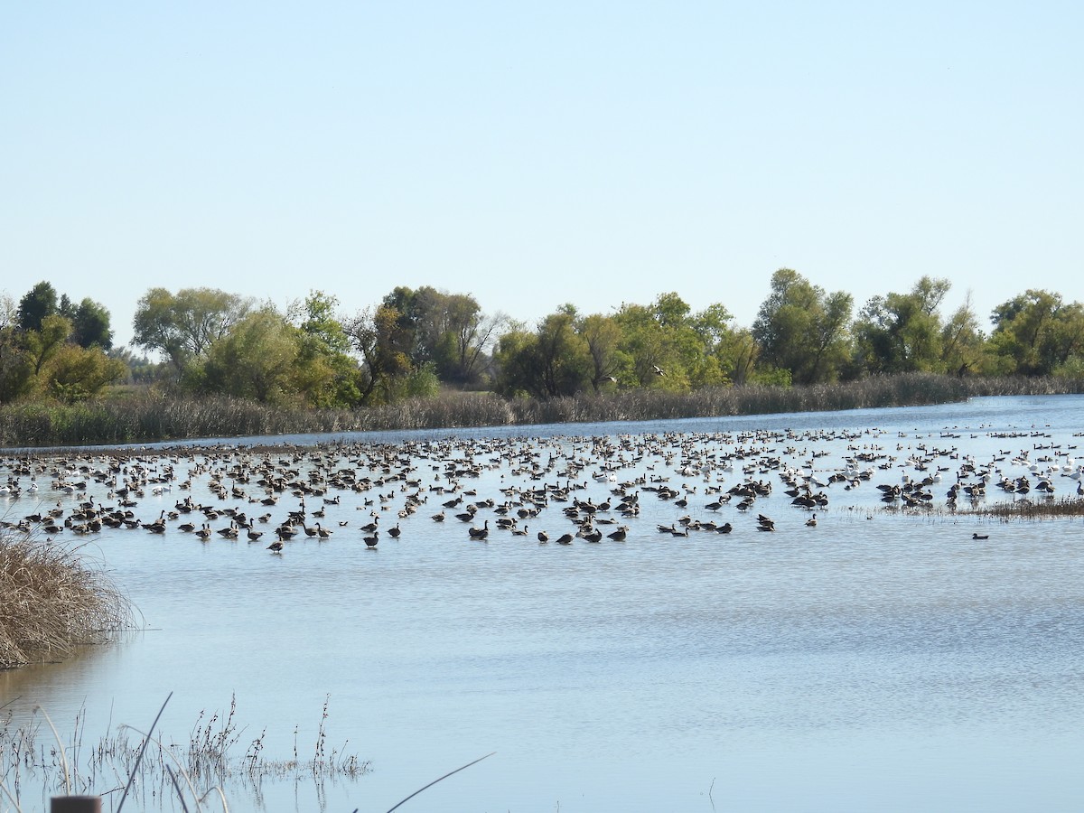 Greater White-fronted Goose - ML645894675