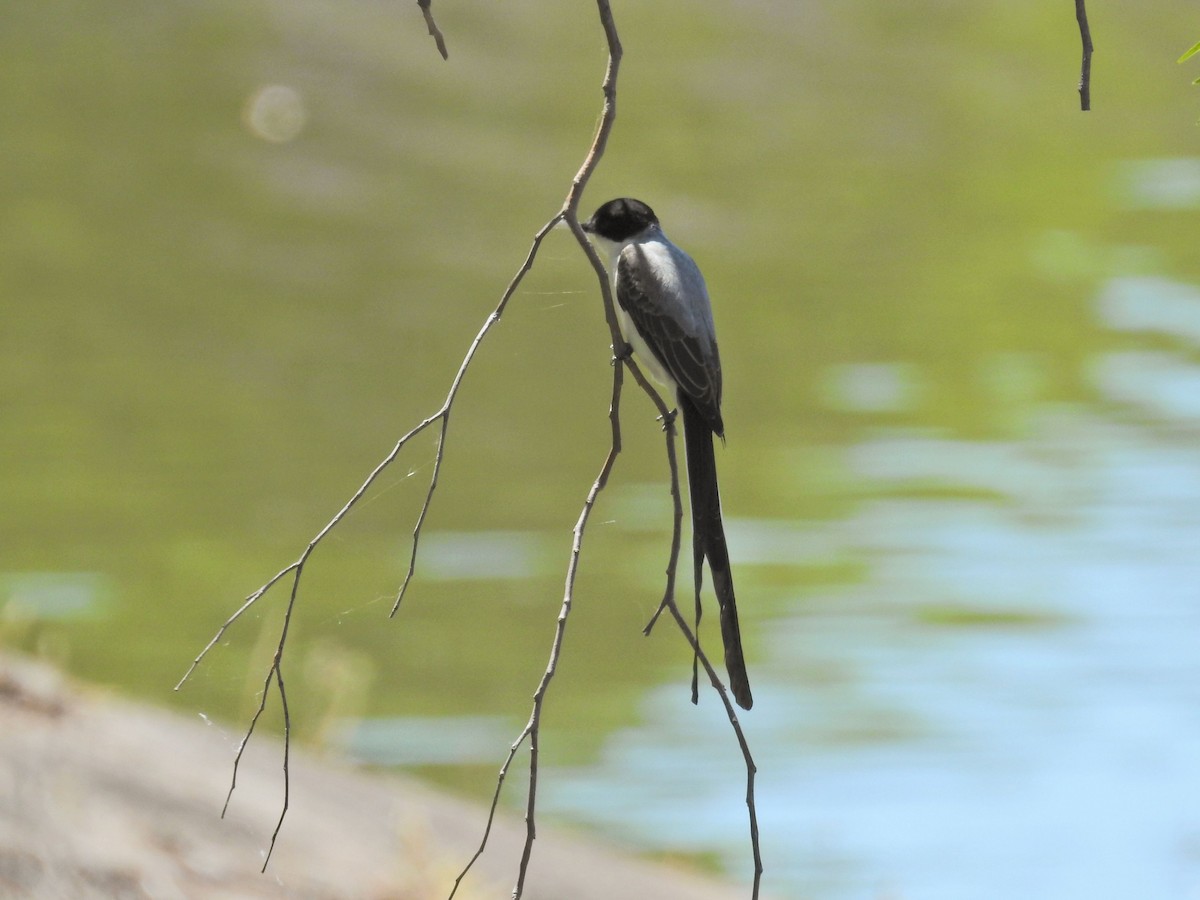 Fork-tailed Flycatcher - ML645894681