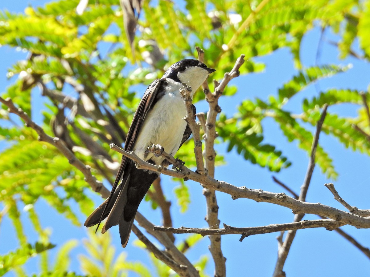 Blue-and-white Swallow - ML645894686