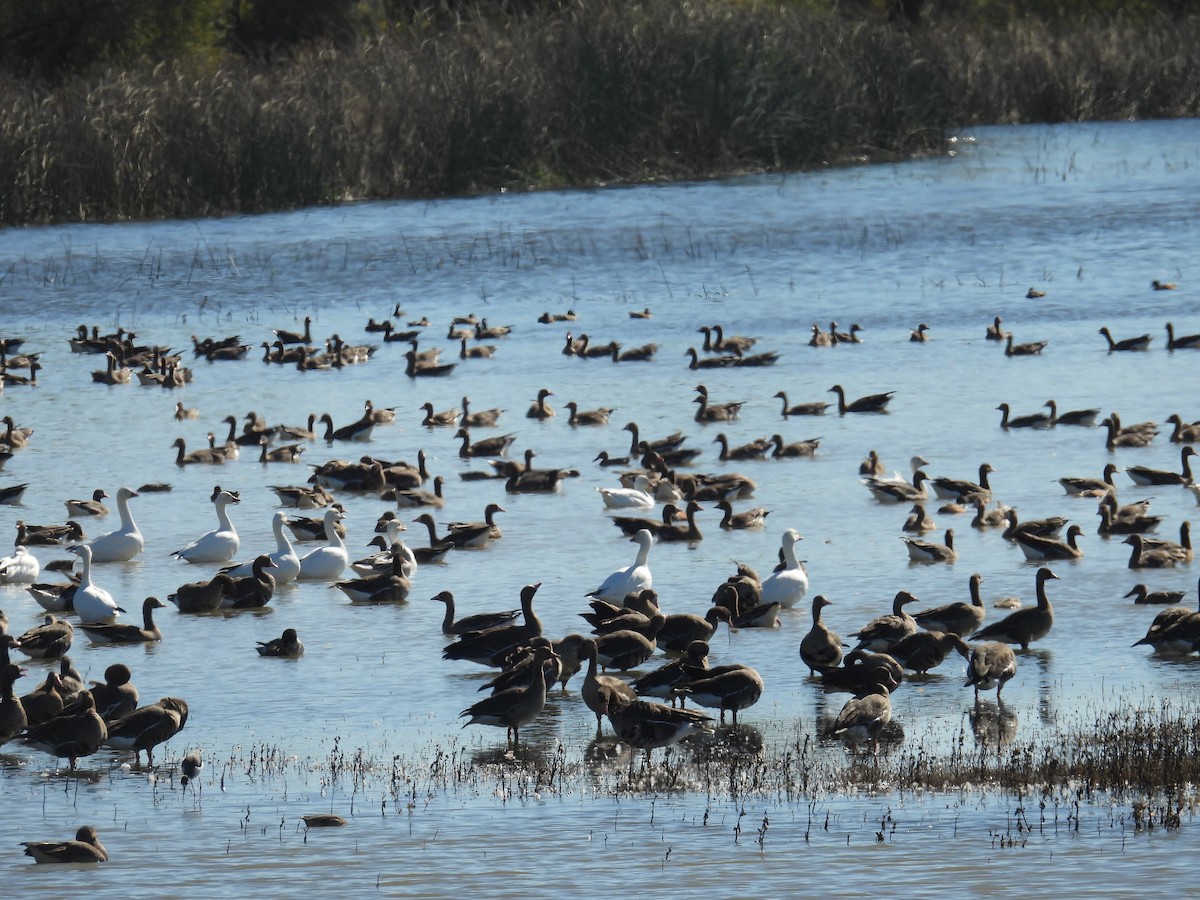 Snow Goose - ML645894687