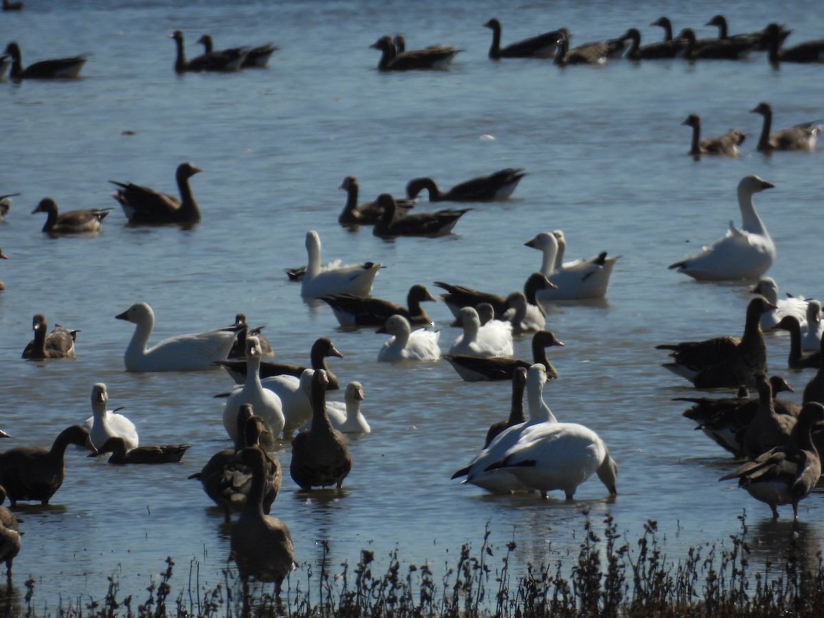 Ross's Goose - ML645894697