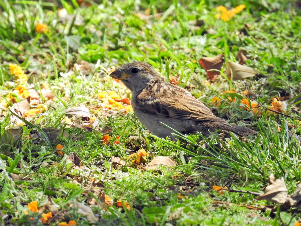 House Sparrow - ML645894699