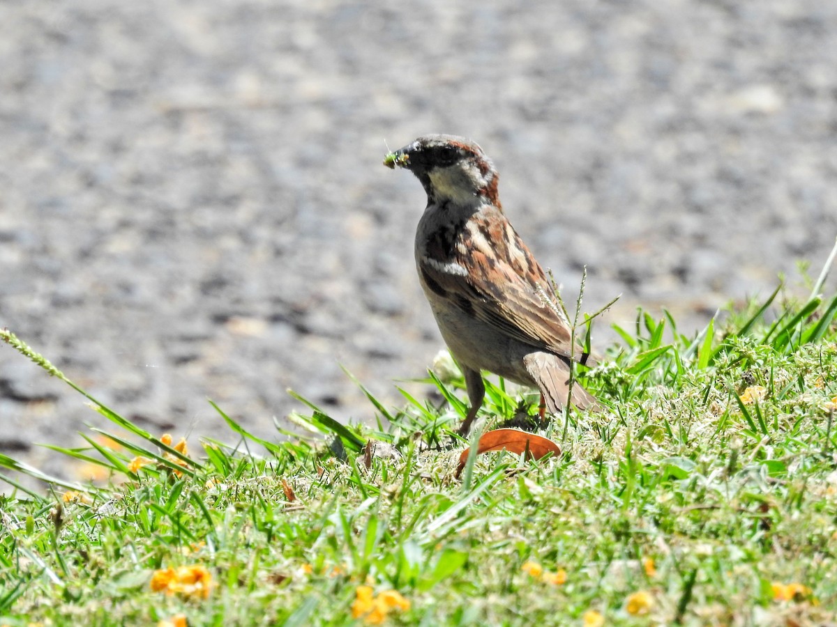 House Sparrow - ML645894700