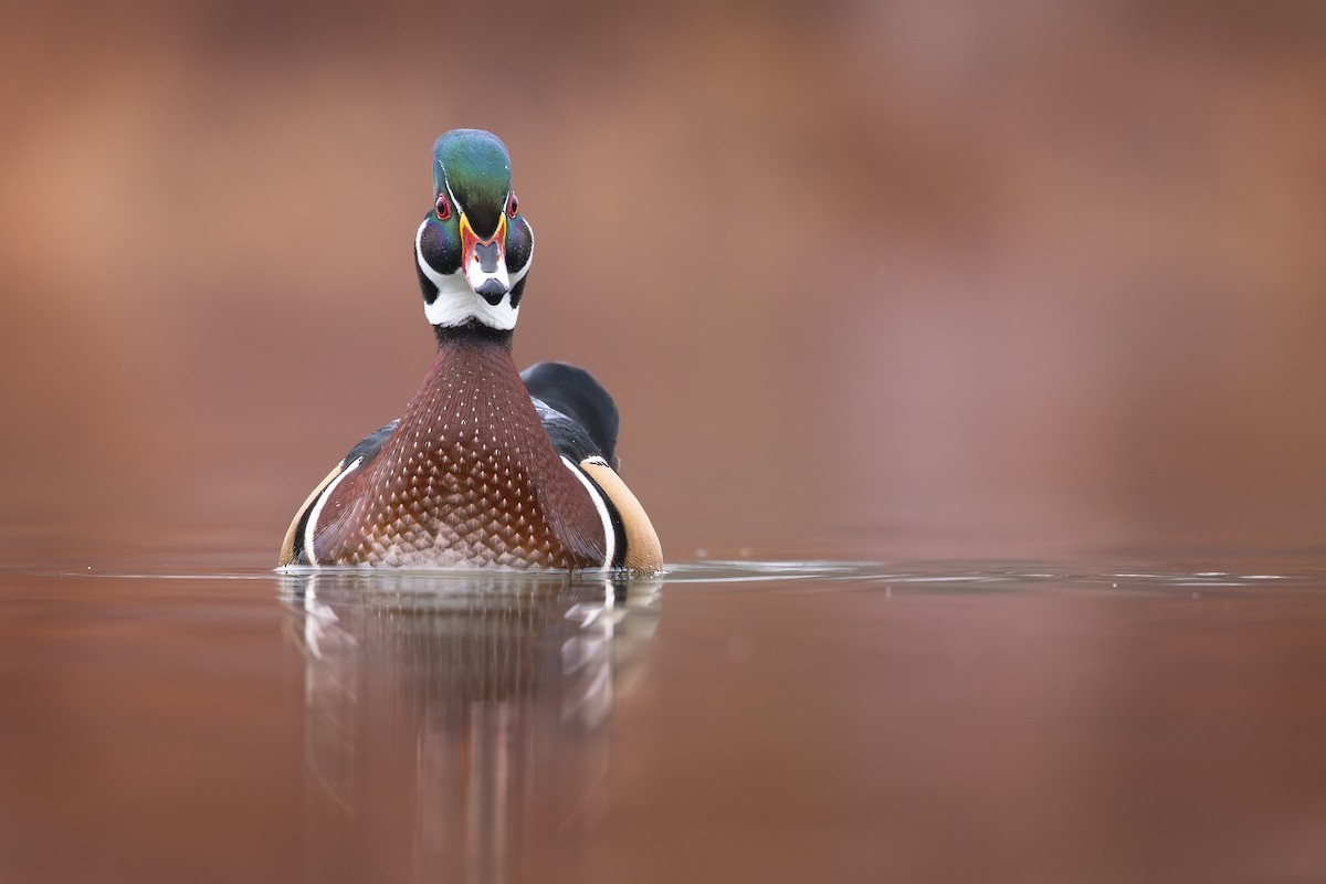 Wood Duck - ML645894701