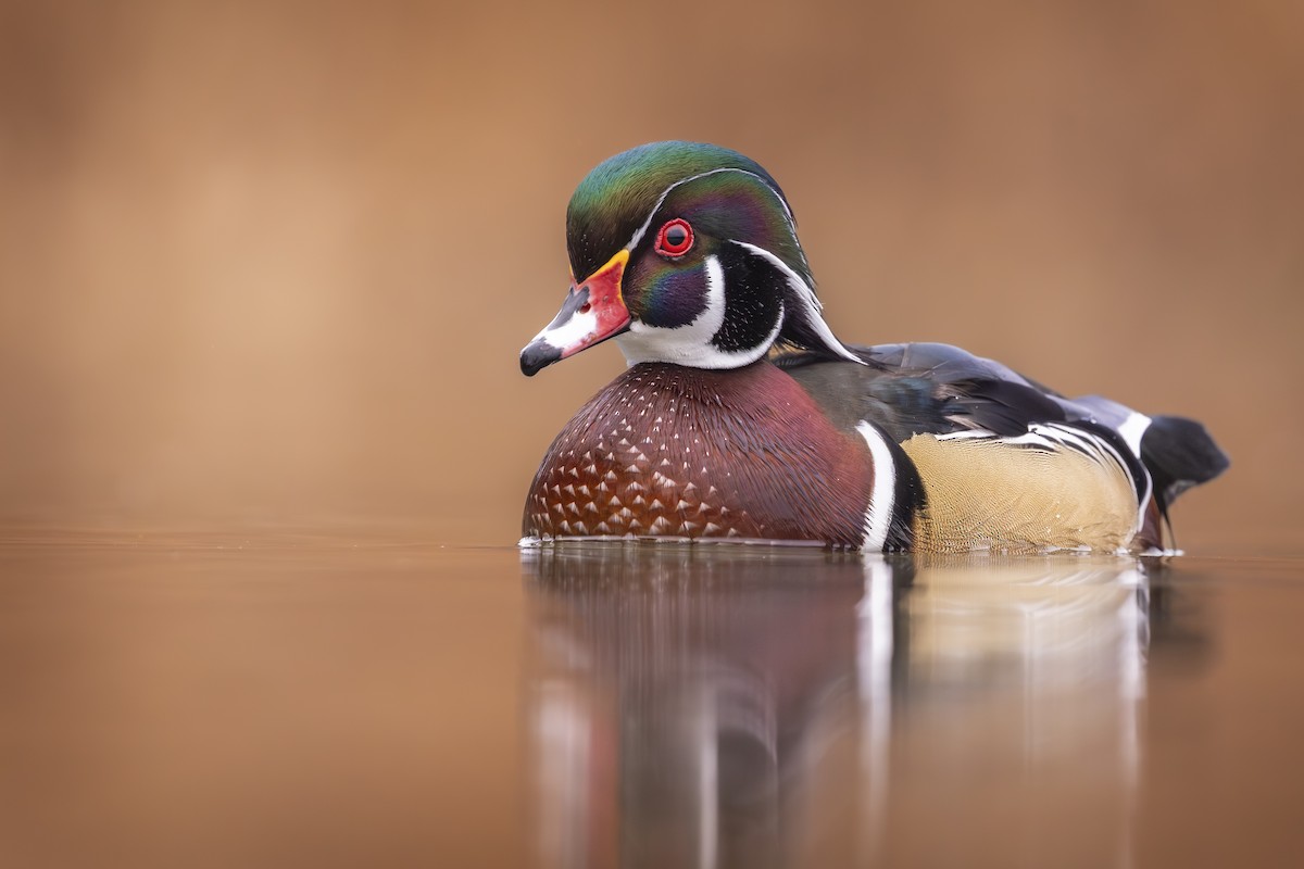 Wood Duck - ML645894703