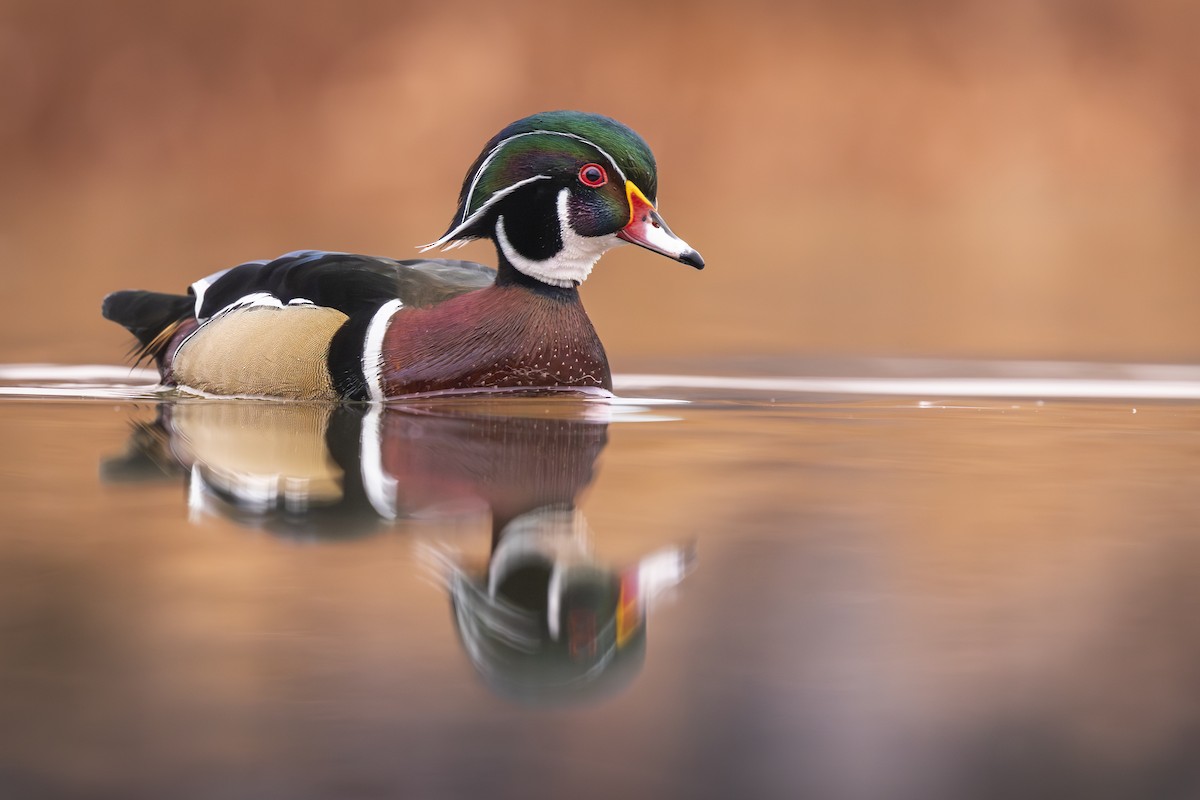 Wood Duck - ML645894704