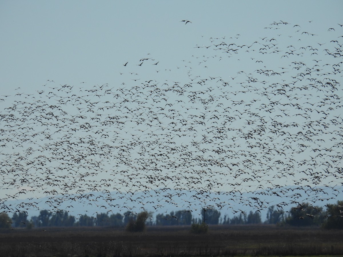 Greater White-fronted Goose - ML645894709