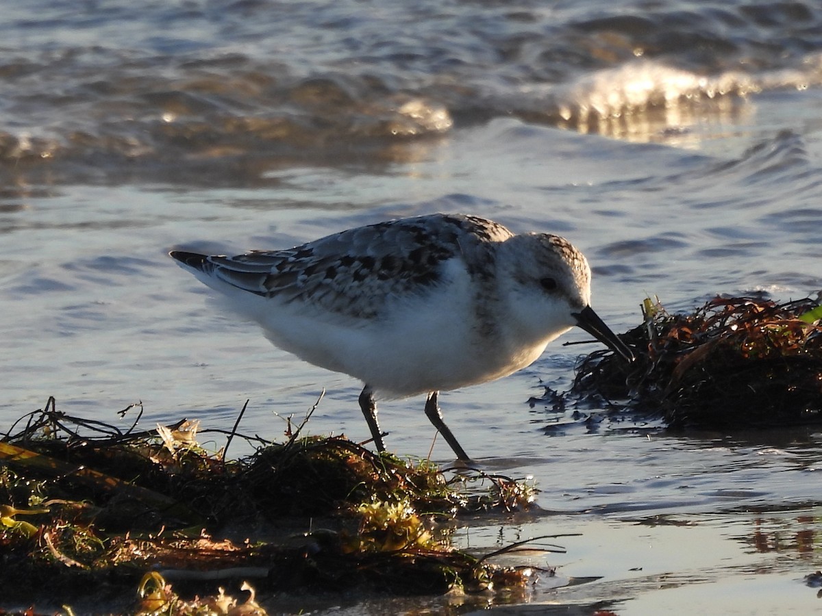 Piovanello tridattilo - ML645894710