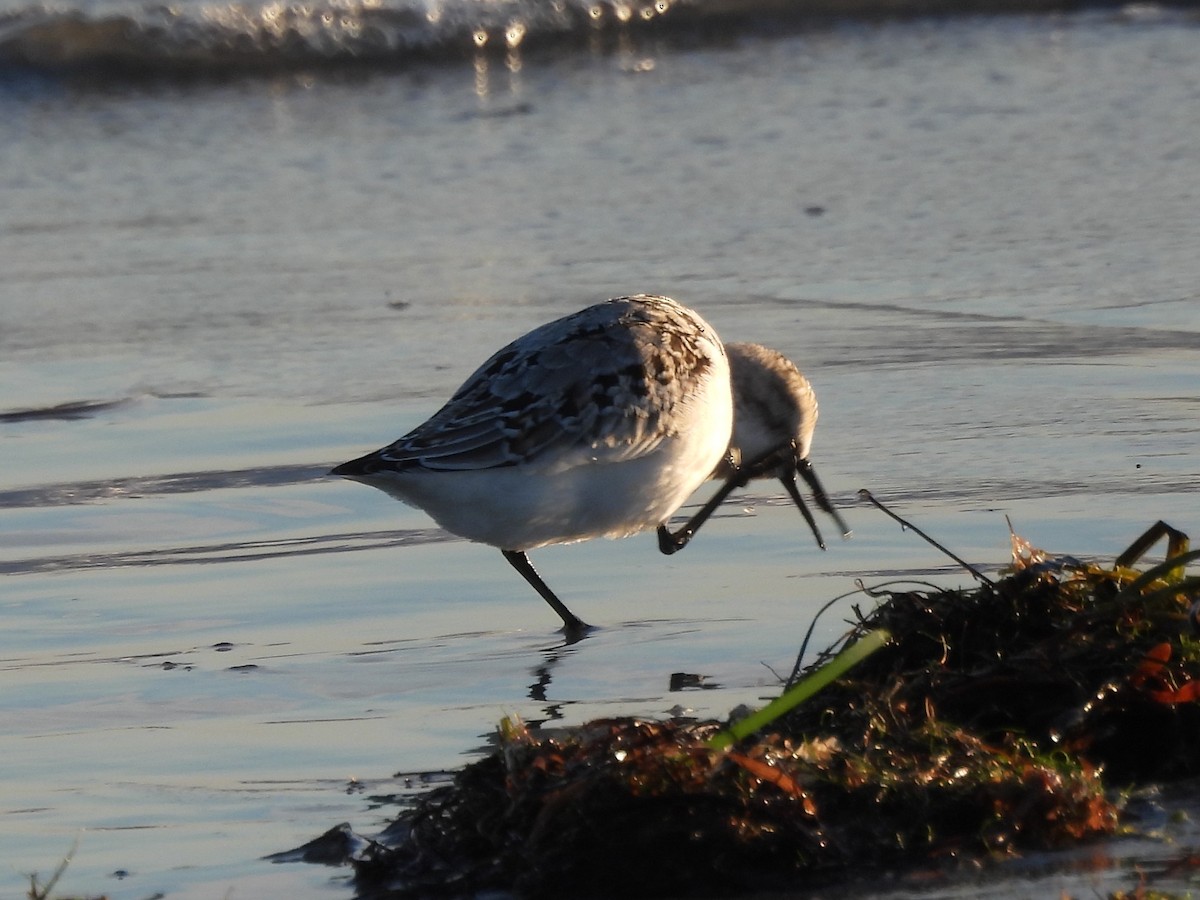 Piovanello tridattilo - ML645894711