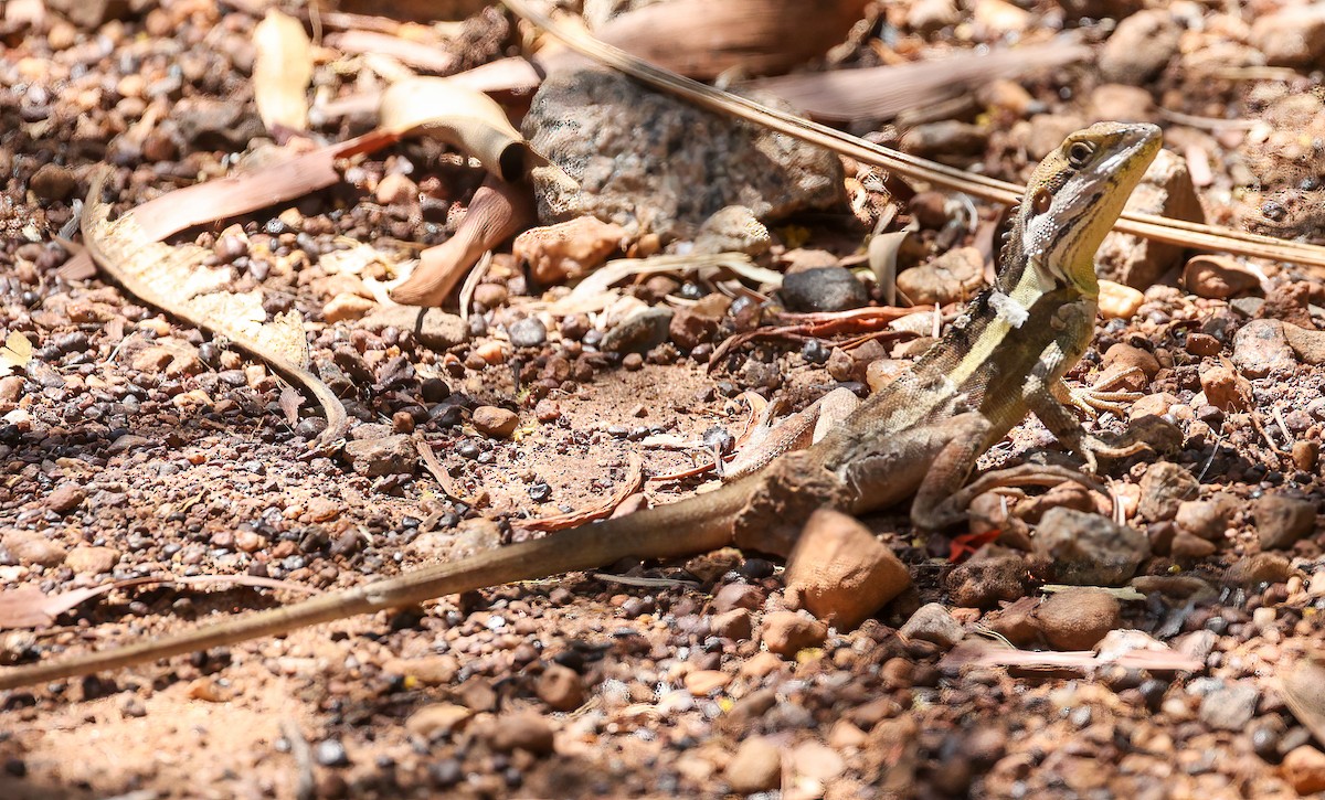 Gilbert's Dragon - ML645894715