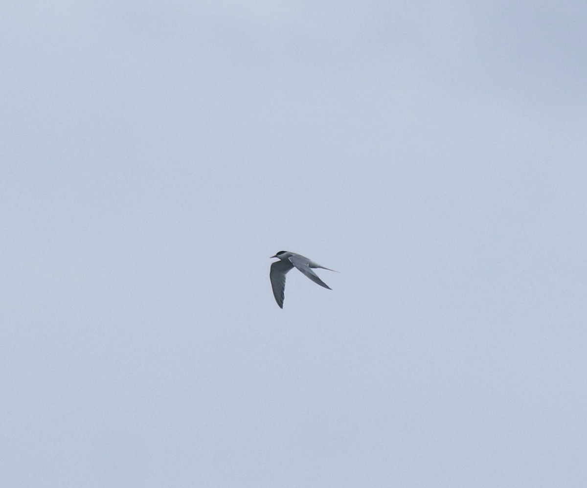 Common Tern - ML645894725
