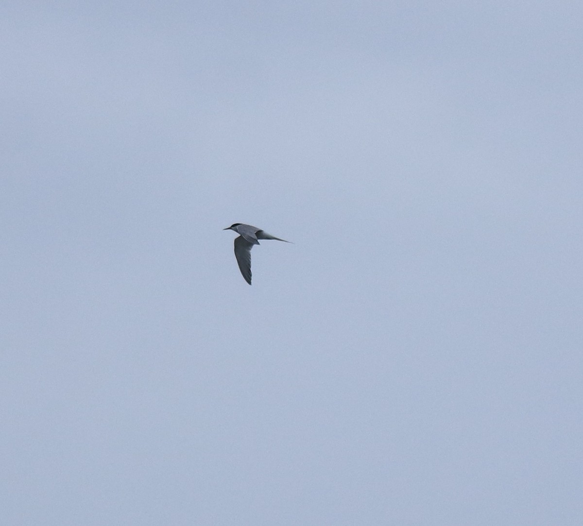 Common Tern - ML645894727