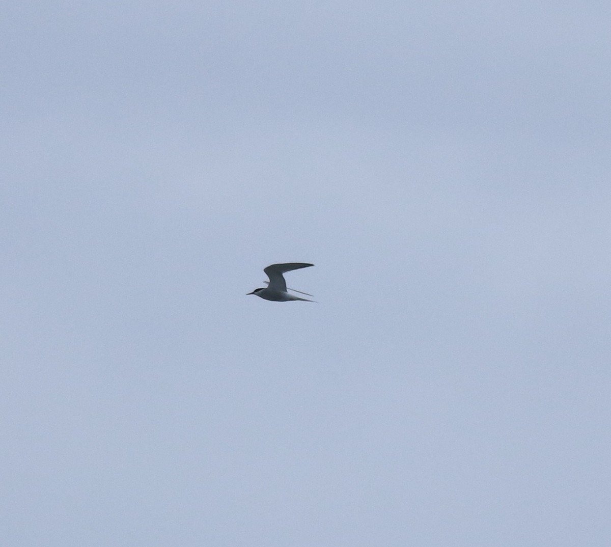 Common Tern - ML645894729