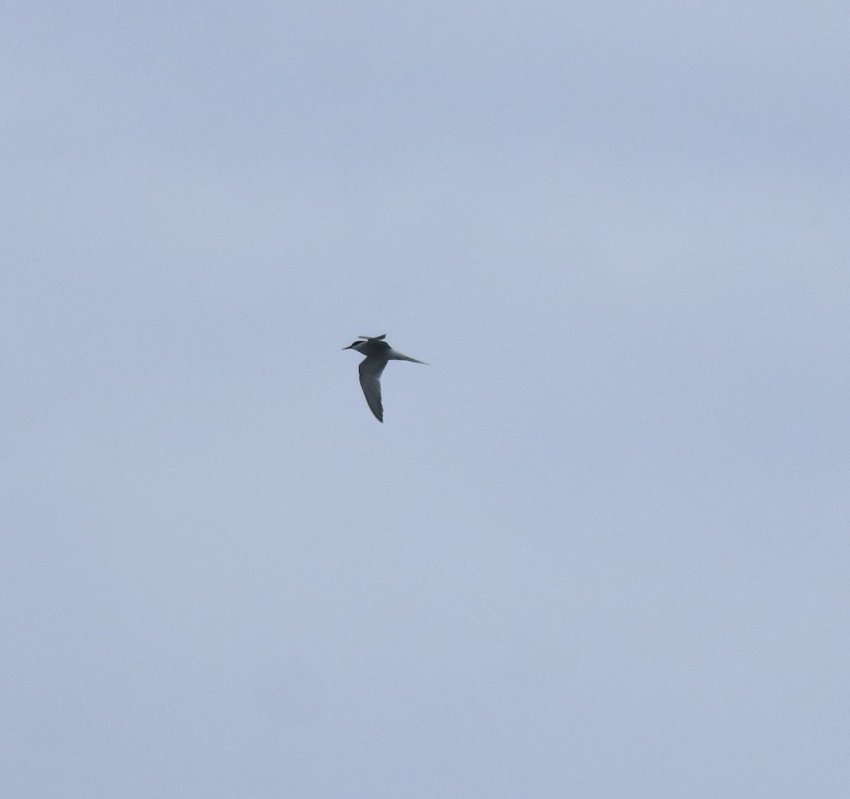 Common Tern - ML645894730