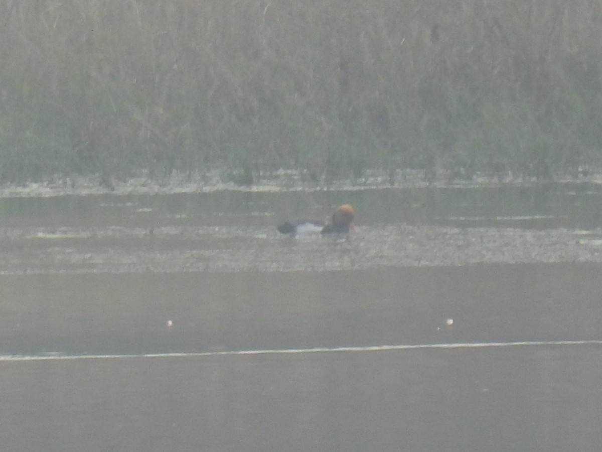 Red-crested Pochard - ML645894732