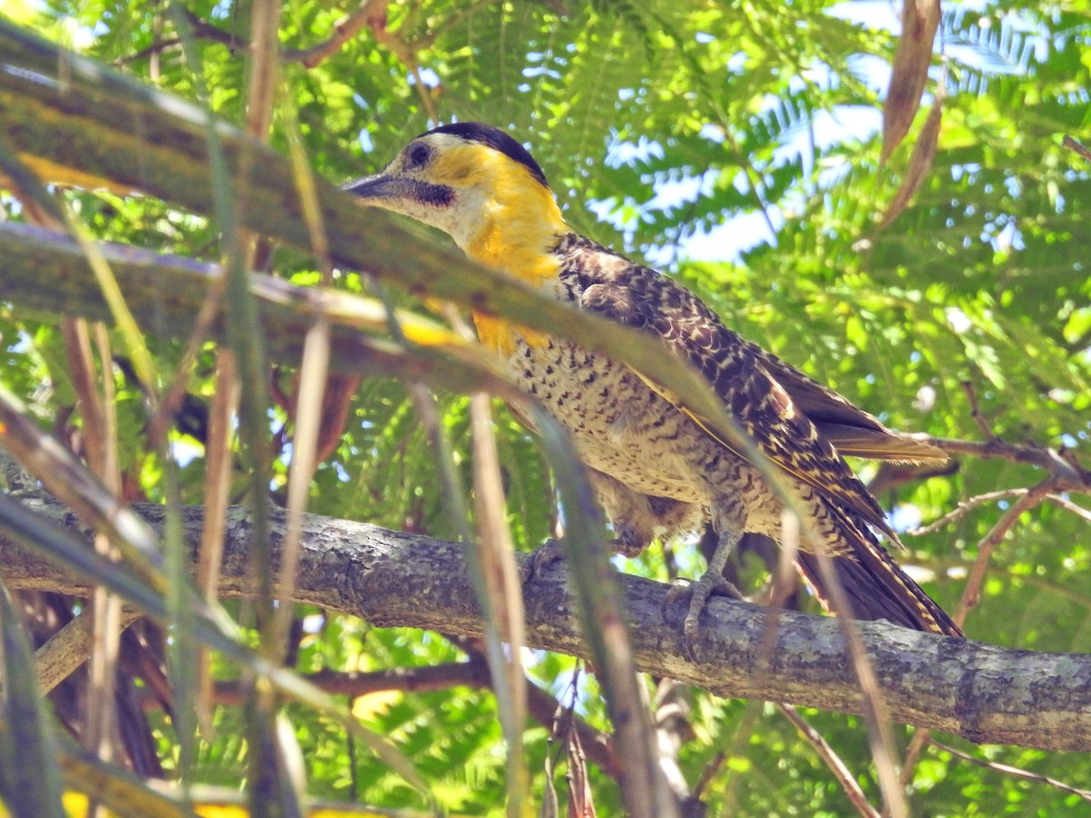 Campo Flicker - ML645894733