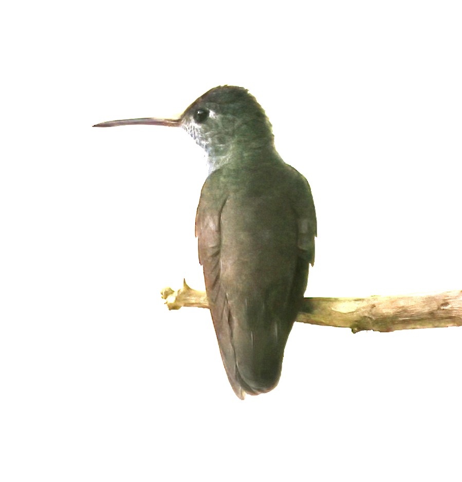 Azure-crowned Hummingbird - ML645894735